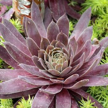 Молодило Sempervivum BigSam™ 'Coral Gray'